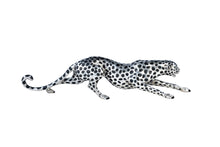 The Cheetah